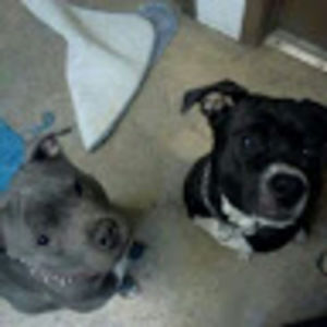 Meet your Posher, Ozz